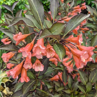Weigela All Summer Peach, С2 interface.image 4