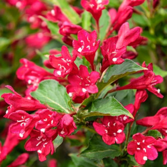 Weigela All Summer Red, С2 interface.image 5
