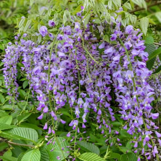Wisteria floribunda Multijuga, С2 interface.image 1