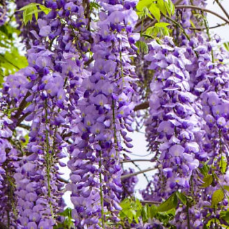 Wisteria floribunda Royal Purple, С2 interface.image 3