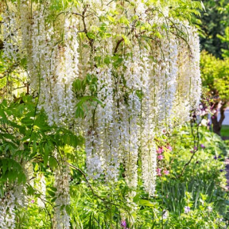 Wisteria floribunda Shiro-noda, С2 interface.image 4