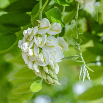 Wisteria frutescens Nivea, С2 interface.image 5
