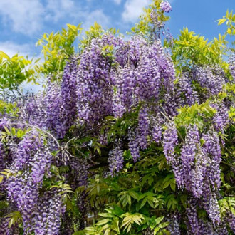 Wisteria macrostachya Blue Moon, С2 interface.image 6