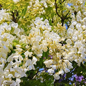Wisteria macrostachya Clara Mack, С2 foto 15 Wisteria macrostachya Clara Mack, С2 interface.image 15