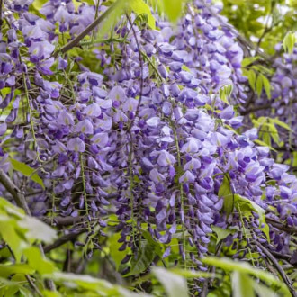 Wisteria sinensis Amethyst, С2 foto 16 Wisteria sinensis Amethyst, С2 interface.image 16