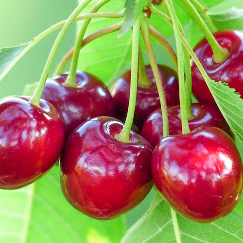 Maguskirss Samba, С2 interface.image 1 interface.art 6927