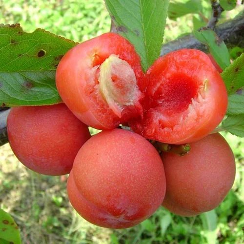 Ploom Jamaica, С2 interface.image 1 interface.art 4309