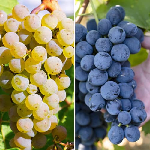 Suurepärane pakkumine! Viinamarjad Maxi, komplektis 2 istikut interface.art foto 1 Suurepärane pakkumine! Viinamarjad Maxi, komplektis 2 istikut interface.image 1 interface.art 5571