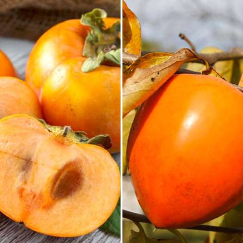 Suurepärane pakkumine! Idamaised hurmaad Sharon, komplektis 2 istikut interface.image 1 interface.art 4881