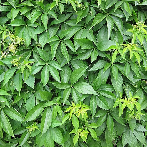 Harilik metsviinapuu Parthenocissus Quinquefolia, P9 interface.image 1 interface.art 9018