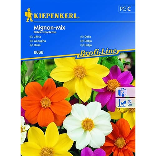 Aeddaaliad Dahlia Mignon, segu interface.image 1 interface.art 96525