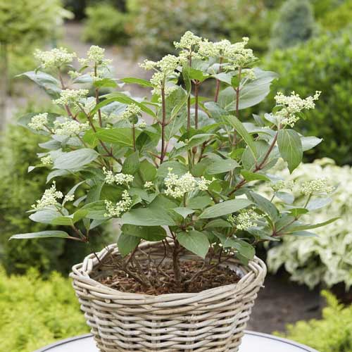 Aedhortensia Early Harry PBR, С3 interface.art foto 1 Aedhortensia Early Harry PBR, С3 interface.image 1 interface.art 8542