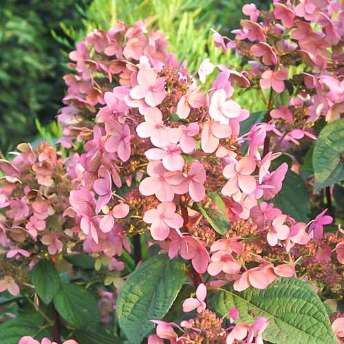 Aedhortensia Early Sensation interface.art foto 1 Aedhortensia Early Sensation interface.image 1 interface.art 9568
