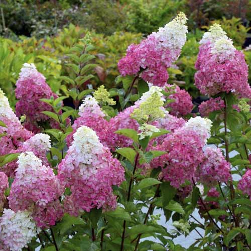 Aedhortensia Fraise melba ®, С4.5 interface.art foto 1 Aedhortensia Fraise melba ®, С4.5 interface.image 1 interface.art 7719