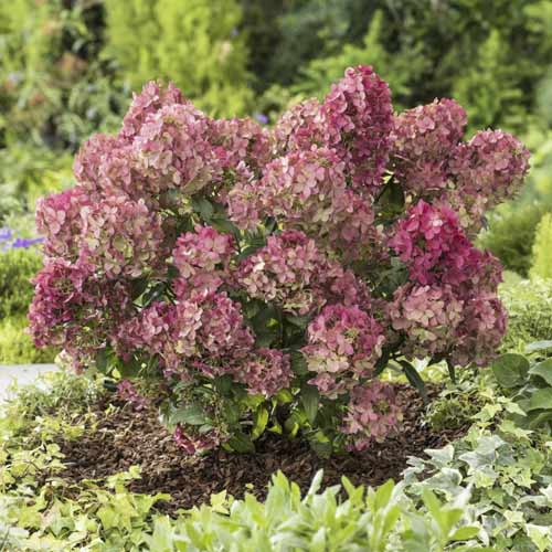 Aedhortensia Great star ®, С4.5 interface.art foto 1 Aedhortensia Great star ®, С4.5 interface.image 1 interface.art 7720