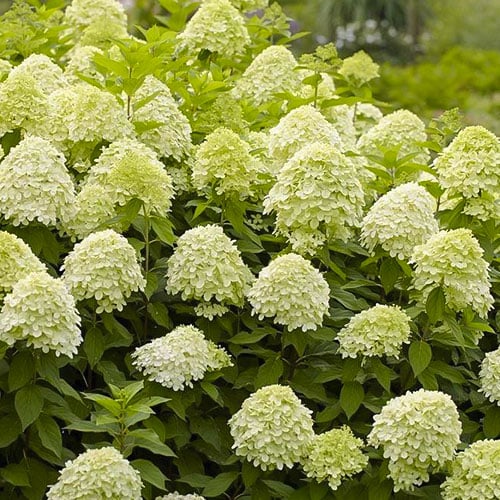Aedhortensia Limelight PBR, С2 interface.art foto 1 Aedhortensia Limelight PBR, С2 interface.image 1 interface.art 8222