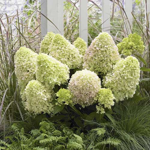 Aedhortensia Little Fresco PBR, С2 interface.art foto 1 Aedhortensia Little Fresco PBR, С2 interface.image 1 interface.art 8223