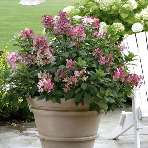 Aedhortensia Little Quick Fire PBR, С3 interface.art foto 1 Aedhortensia Little Quick Fire PBR, С3 interface.image 1 interface.art 8544