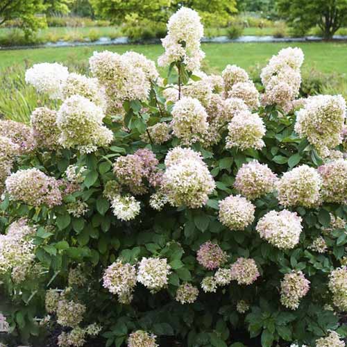 Aedhortensia Magical Candle PBR, С3 interface.art foto 1 Aedhortensia Magical Candle PBR, С3 interface.image 1 interface.art 8545