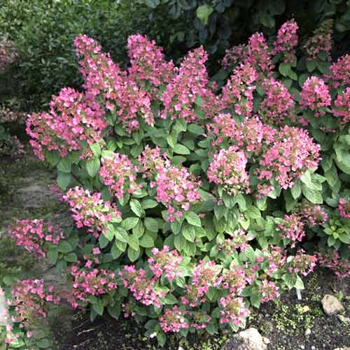 Aedhortensia Magical Fire PBR, С3 interface.art foto 1 Aedhortensia Magical Fire PBR, С3 interface.image 1 interface.art 8546