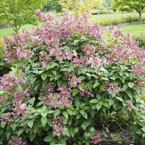 Aedhortensia Magical Flame PBR, С3 interface.art foto 1 Aedhortensia Magical Flame PBR, С3 interface.image 1 interface.art 8547