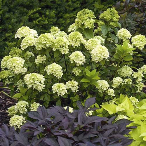 Aedhortensia Mojito PBR, С2 interface.art foto 1 Aedhortensia Mojito PBR, С2 interface.image 1 interface.art 8224