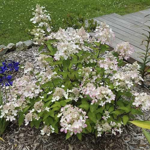 Aedhortensia Pastelgreen ®, С4.5 interface.image 1 interface.art 7721