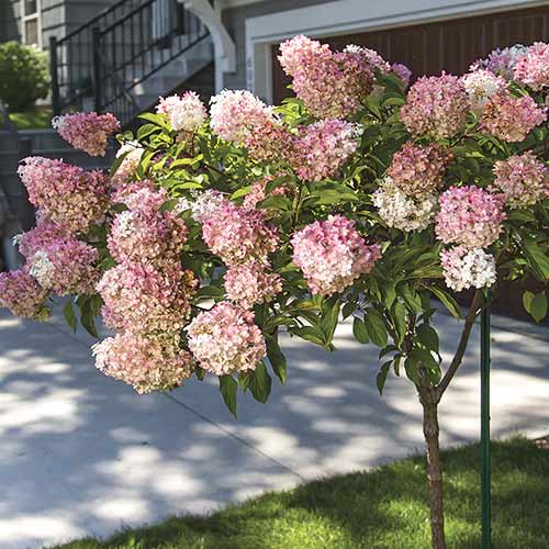 Aedhortensia Pink Queen, С7.5 interface.image 1 interface.art 7708