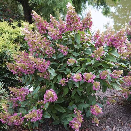 Aedhortensia Pinky Winky ® PBR, С7.5 interface.art foto 1 Aedhortensia Pinky Winky ® PBR, С7.5 interface.image 1 interface.art 8548