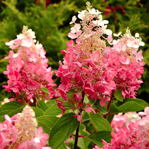 Aedhortensia Red Star interface.art foto 1 Aedhortensia Red Star interface.image 1 interface.art 5647