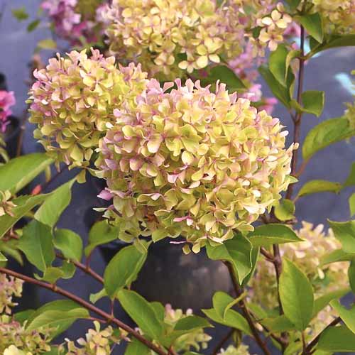 Aedhortensia Romantic ace ®, С4.5 interface.image 1 interface.art 7723