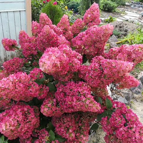 Aedhortensia Sunday Fraise, P9 interface.art foto 1 Aedhortensia Sunday Fraise, P9 interface.image 1 interface.art 9041