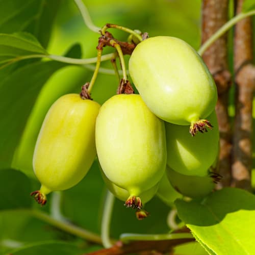 Aktiniidia Chang Bai Giant, С2 interface.image 1 interface.art 5456