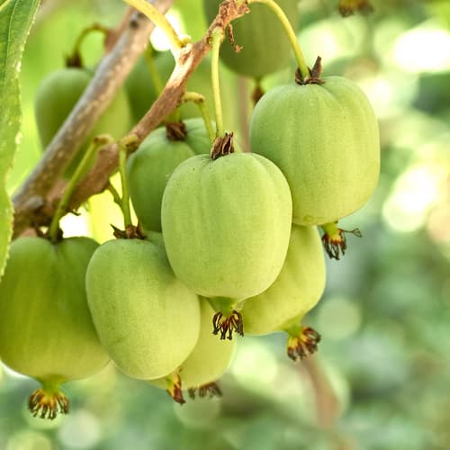 Aktiniidia Hokey Pokey®, С2 interface.image 1 interface.art 5449