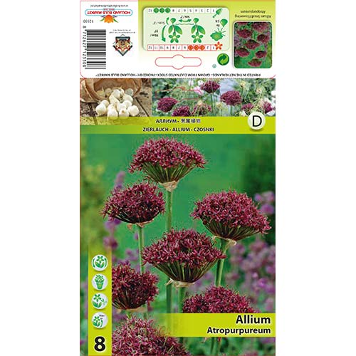 Allium (küüslauk) Atropurpureum interface.art foto 1 Allium (küüslauk) Atropurpureum interface.image 1 interface.art 68053