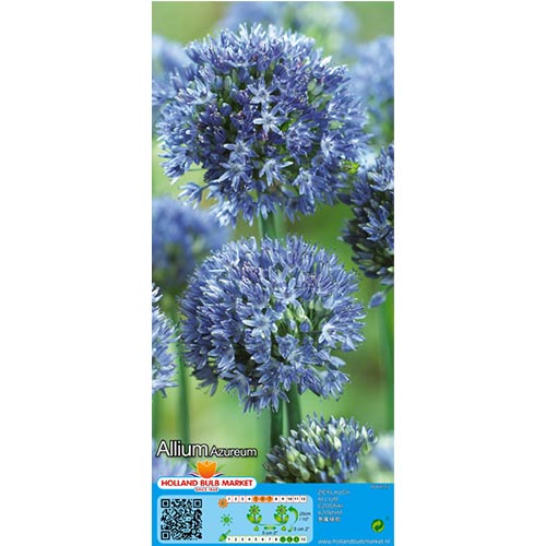 Allium (küüslauk) Azureum interface.art foto 1 Allium (küüslauk) Azureum interface.image 1 interface.art 67570