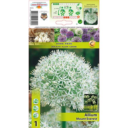 Allium (küüslauk) Mount Everest interface.art foto 1 Allium (küüslauk) Mount Everest interface.image 1 interface.art 67572