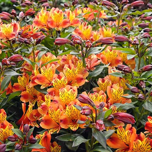 Alstroemeria Indian Summer® Tesronto, С2 interface.image 1 interface.art 8284