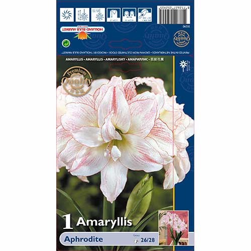 Amarilis Aphrodite interface.art foto 1 Amarilis Aphrodite interface.image 1 interface.art 76002