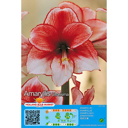 Amarilis Charisma interface.art foto 1 Amarilis Charisma interface.image 1 interface.art 76004