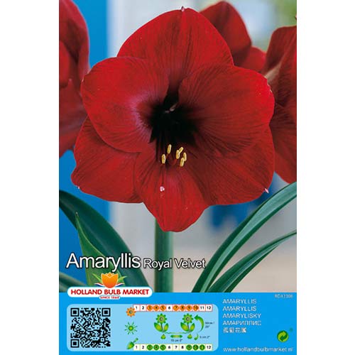 Amarilis Royal Velvet interface.art foto 1 Amarilis Royal Velvet interface.image 1 interface.art 76014