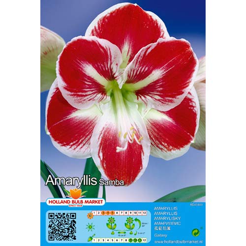 Amarilis Samba interface.art foto 1 Amarilis Samba interface.image 1 interface.art 76015