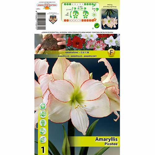 Amarüll (Hippeastrum) Picotee interface.art foto 1 Amarüll (Hippeastrum) Picotee interface.image 1 interface.art 76013