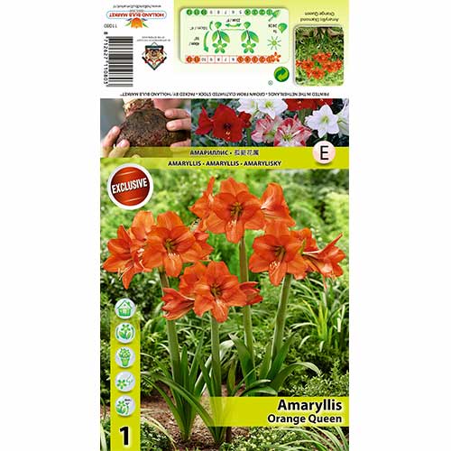 Amarüll Orange Queen interface.art foto 1 Amarüll Orange Queen interface.image 1 interface.art 70477