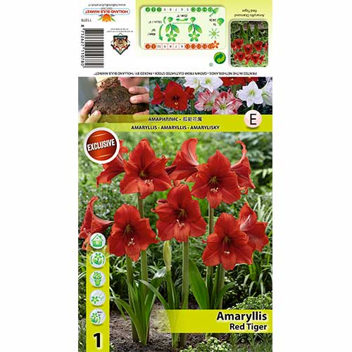 Amarüll Red Tiger interface.art foto 1 Amarüll Red Tiger interface.image 1 interface.art 70331