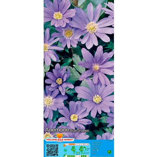 Anemone Blanda Blue Shades interface.image 1 interface.art 67085