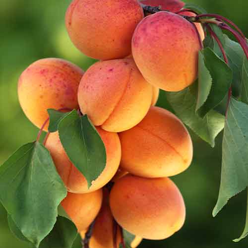 Aprikoos (columnar) Diamond interface.image 1 interface.art 2008