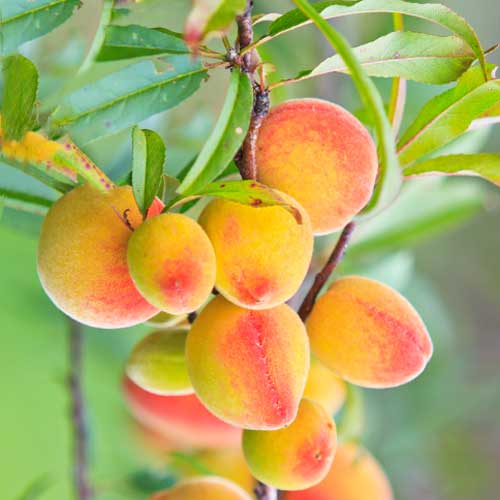 Aprikoos (columnar) Perla interface.image 1 interface.art 2009