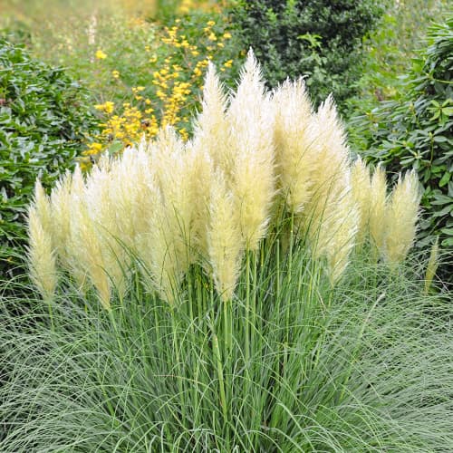 Argentiina pamparohi Cortaderia Pumila, P9 interface.art foto 1 Argentiina pamparohi Cortaderia Pumila, P9 interface.image 1 interface.art 5447