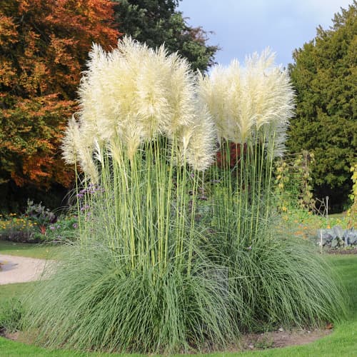 Argentiina pamparohi Cortaderia White Feather, С2 interface.art foto 1 Argentiina pamparohi Cortaderia White Feather, С2 interface.image 1 interface.art 4753